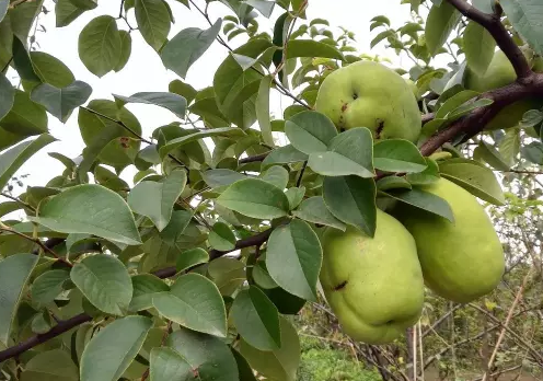 1475981114847151.png 4.png